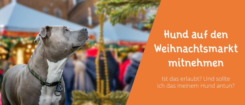 Hund auf den Weihnachtsmarkt mitnehmen