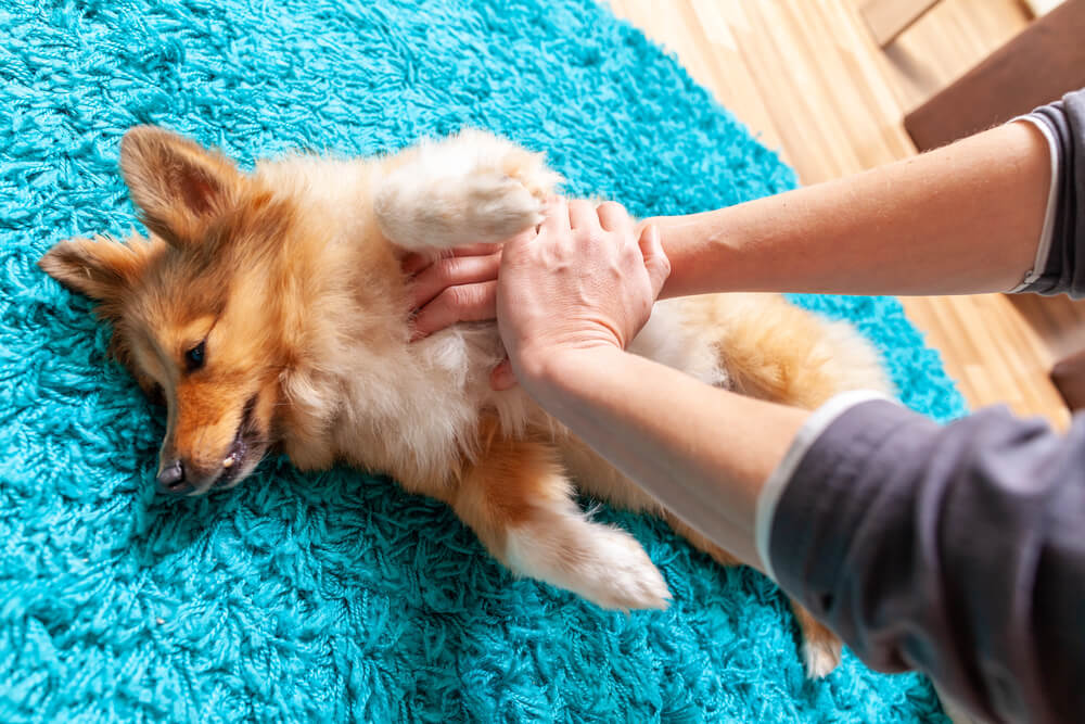Erste Hilfe am Hund: Wiederbelebung Reanimation