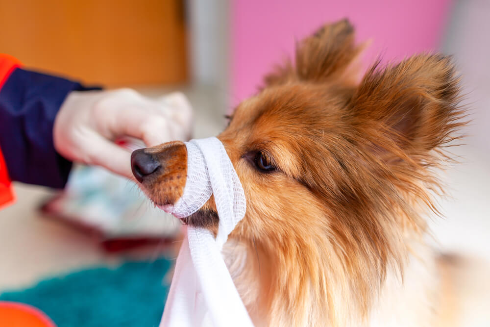 Maulschlaufe beim Hund