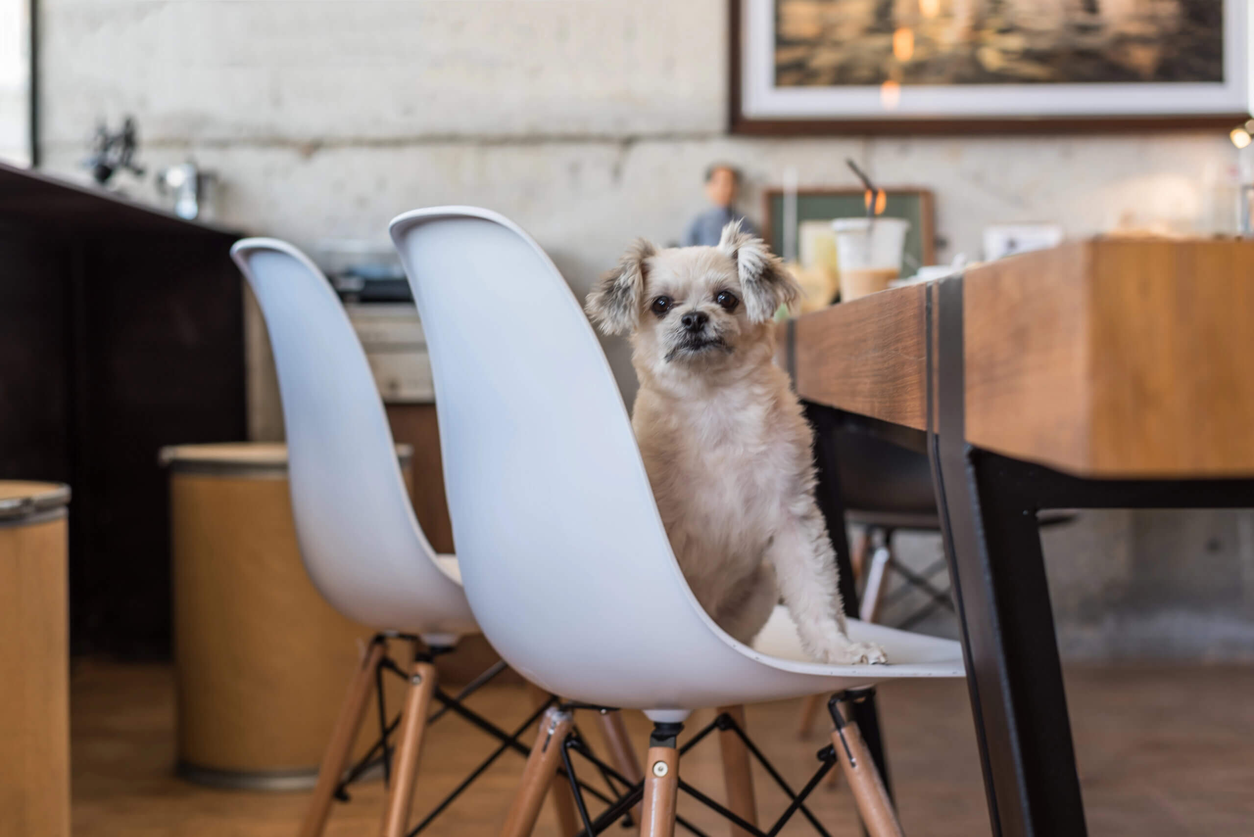 Restaurantbesuch mit Hund - Knigge