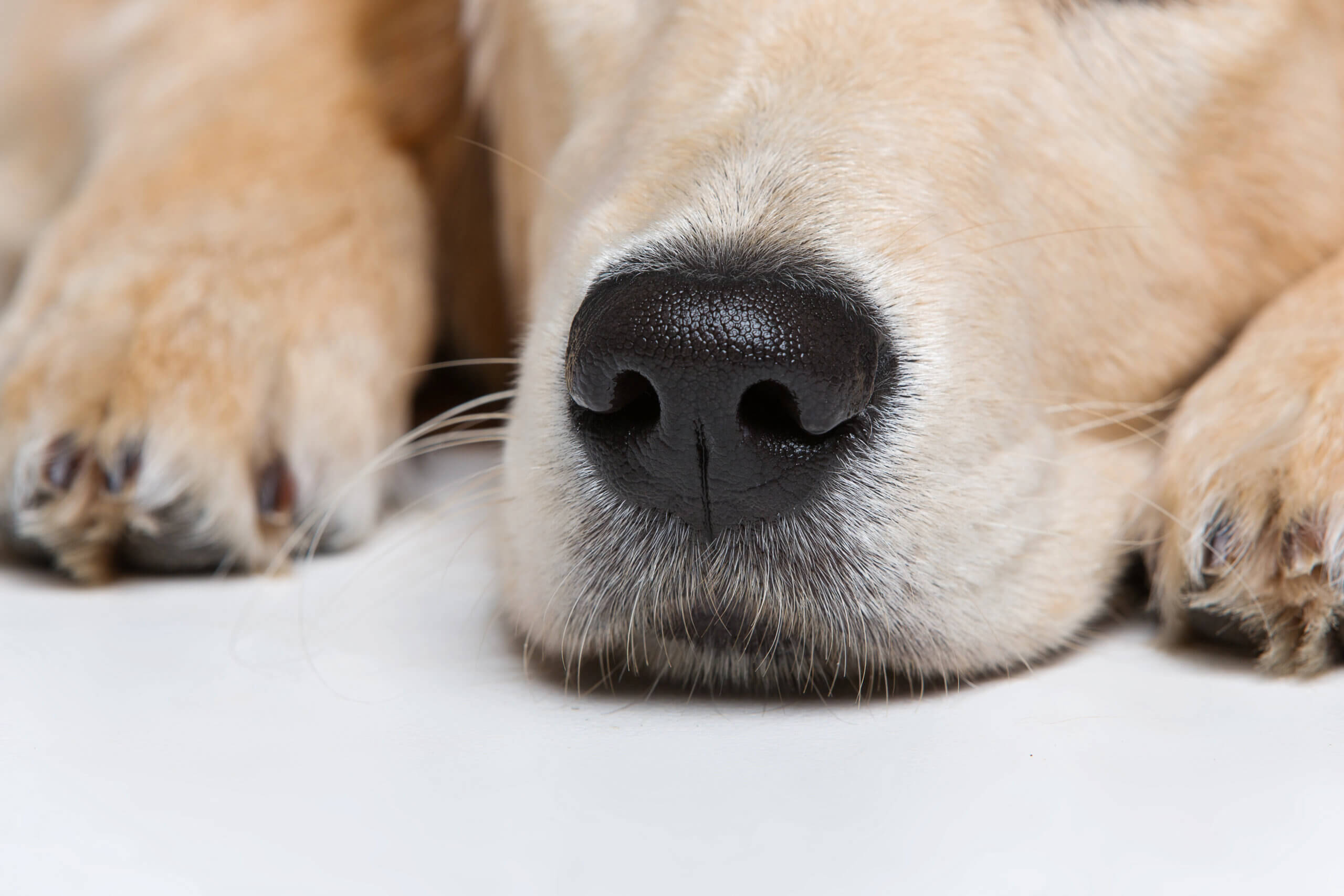 DIY-Spielzeuge für Hunde fördern natürliches Verhalten und sorgen für artgerechte Beschäftigung
