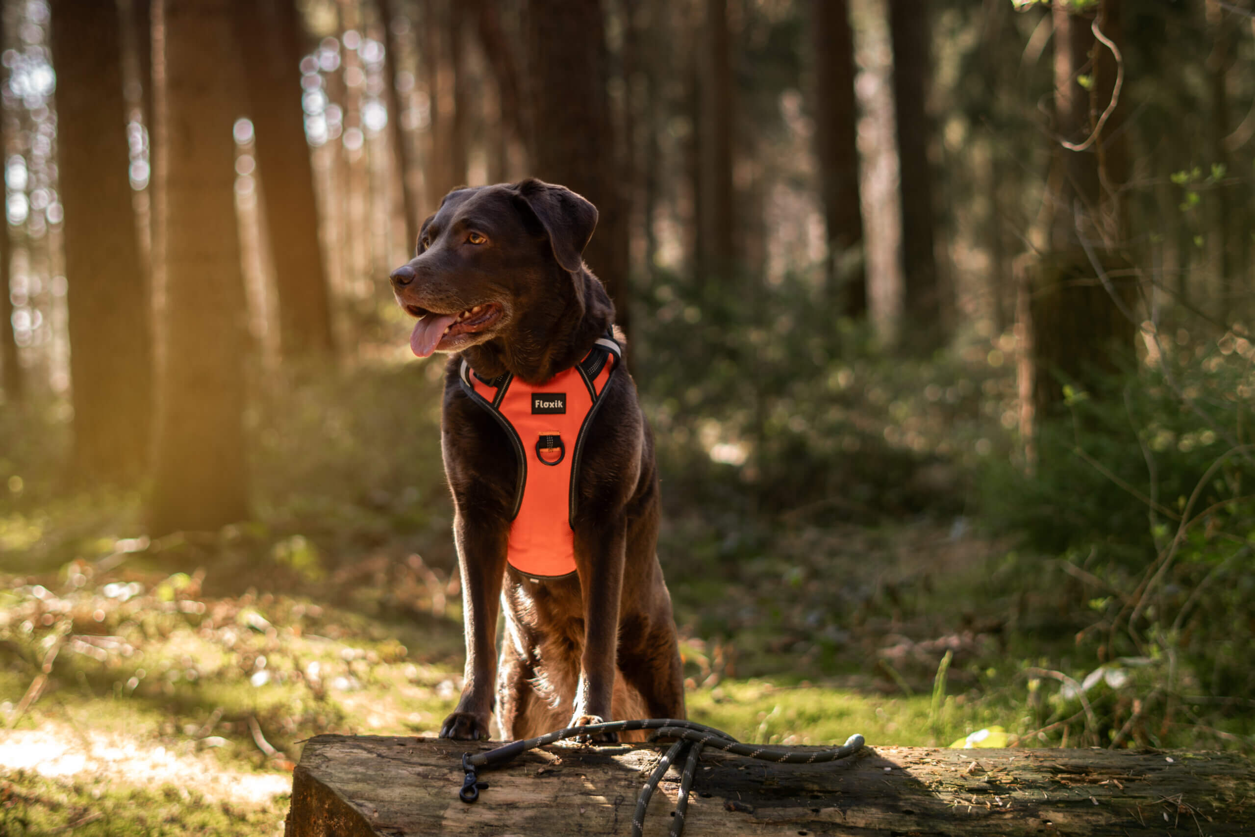 Allergien beim HUnd gegen Pollen