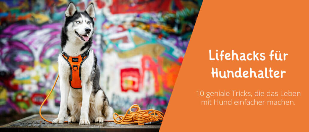 Lifehacks für Hundehalter Alltag mit Hund Tricks