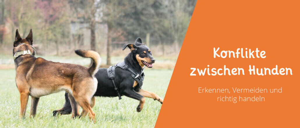 Konflikte zwischen Hunden