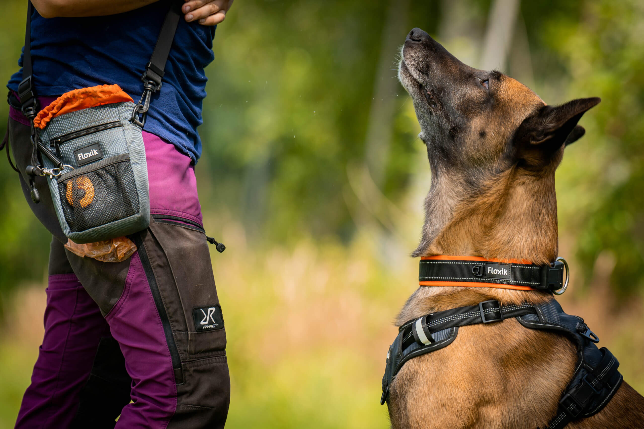 Konflikte zwischen Hunden