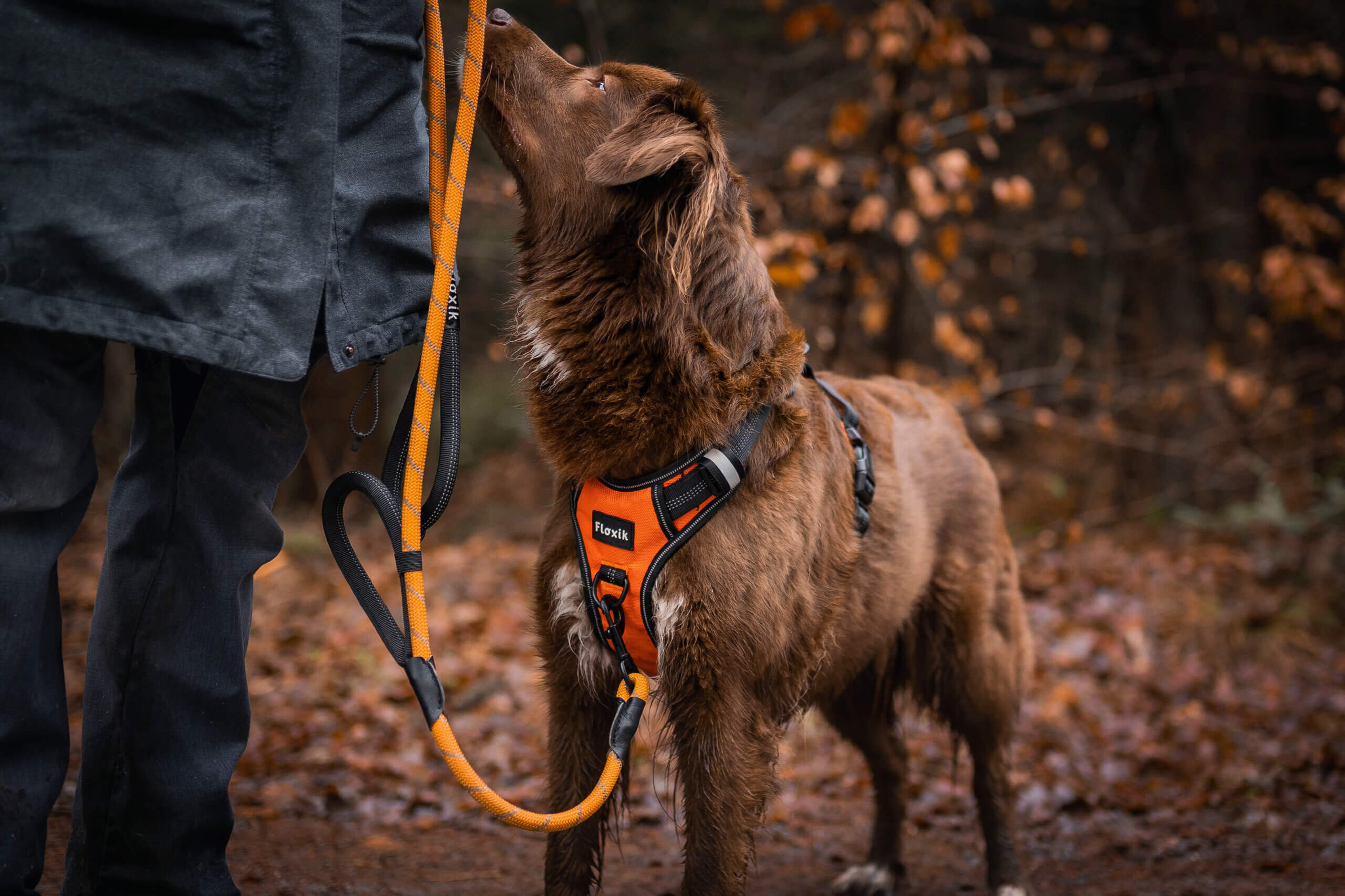 Lifehacks für Hundehalter : Wenn der Hund stark zieht
