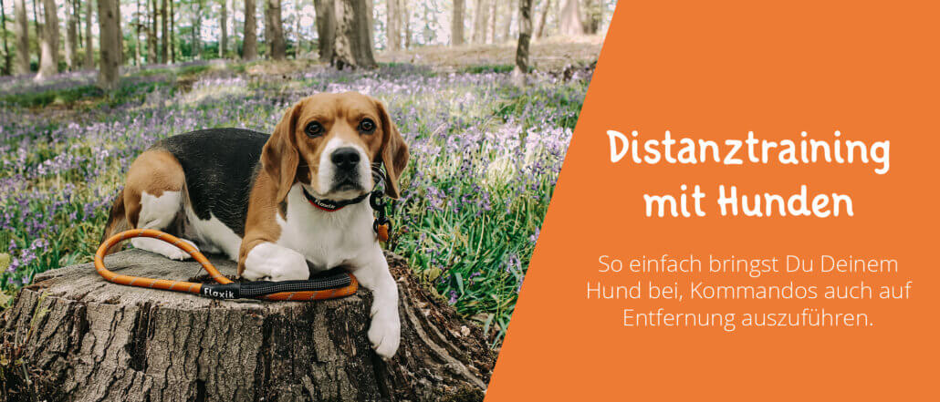Distanztraining mit Hunden