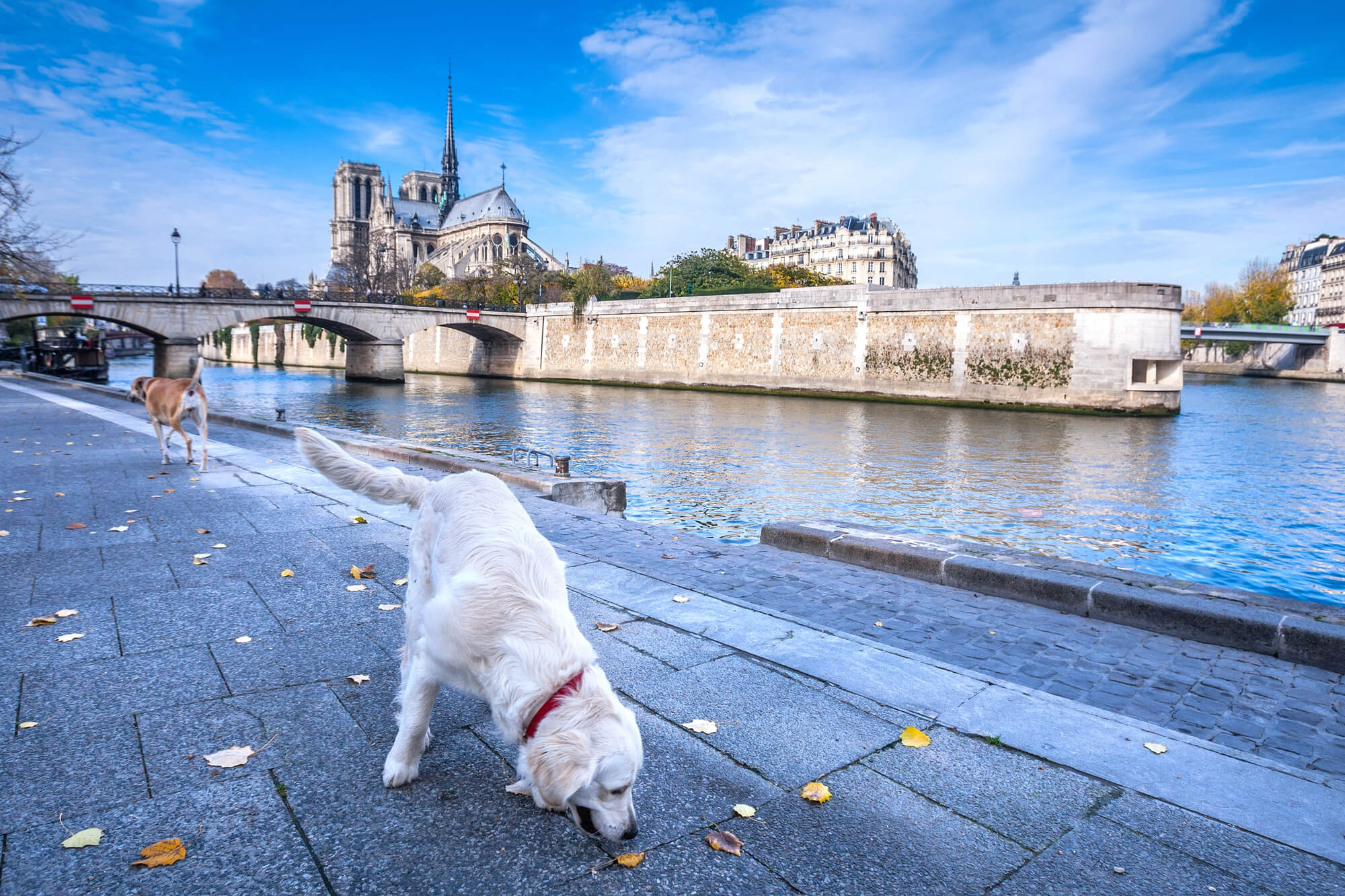 Urlaub mit Hund in Frankreich