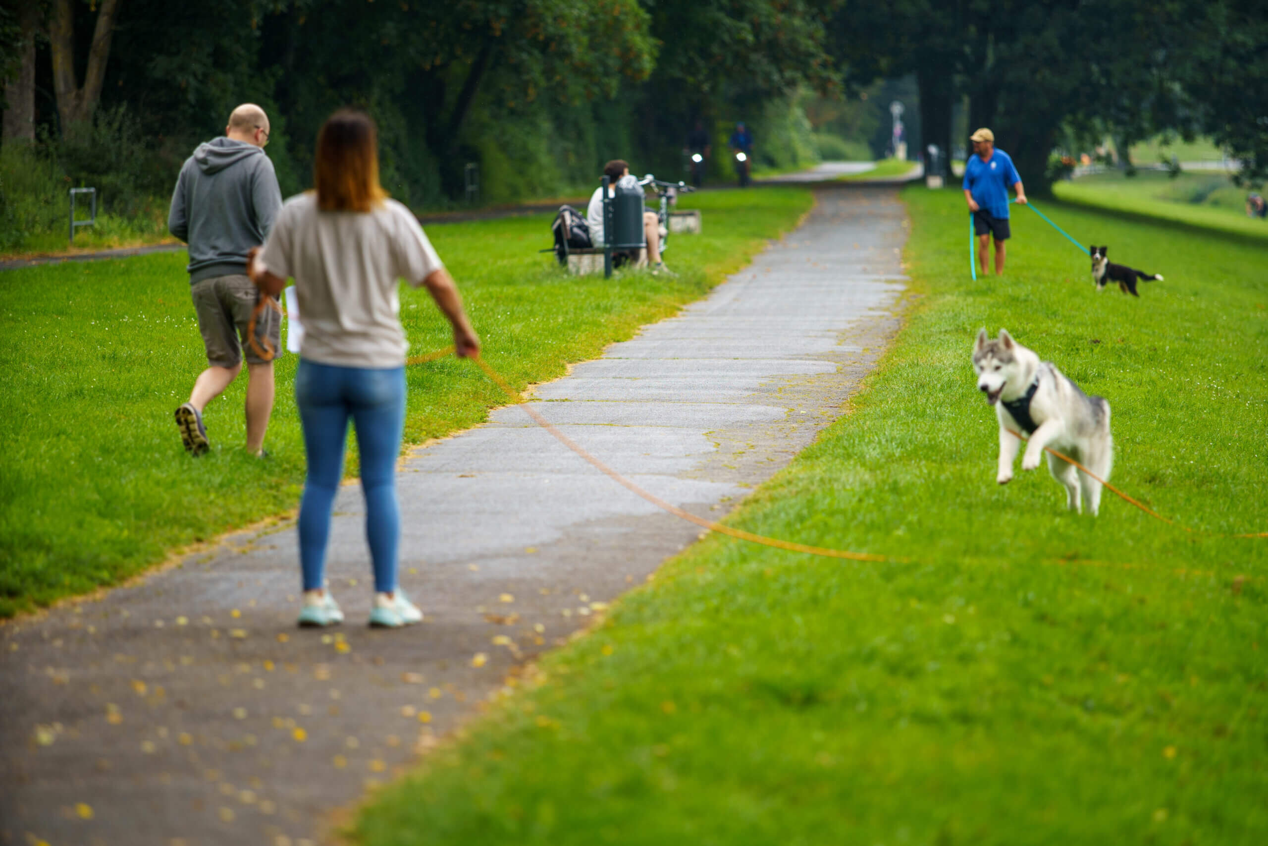 Distanztraining mit Hunden