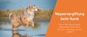 Wasservergiftung beim Hund