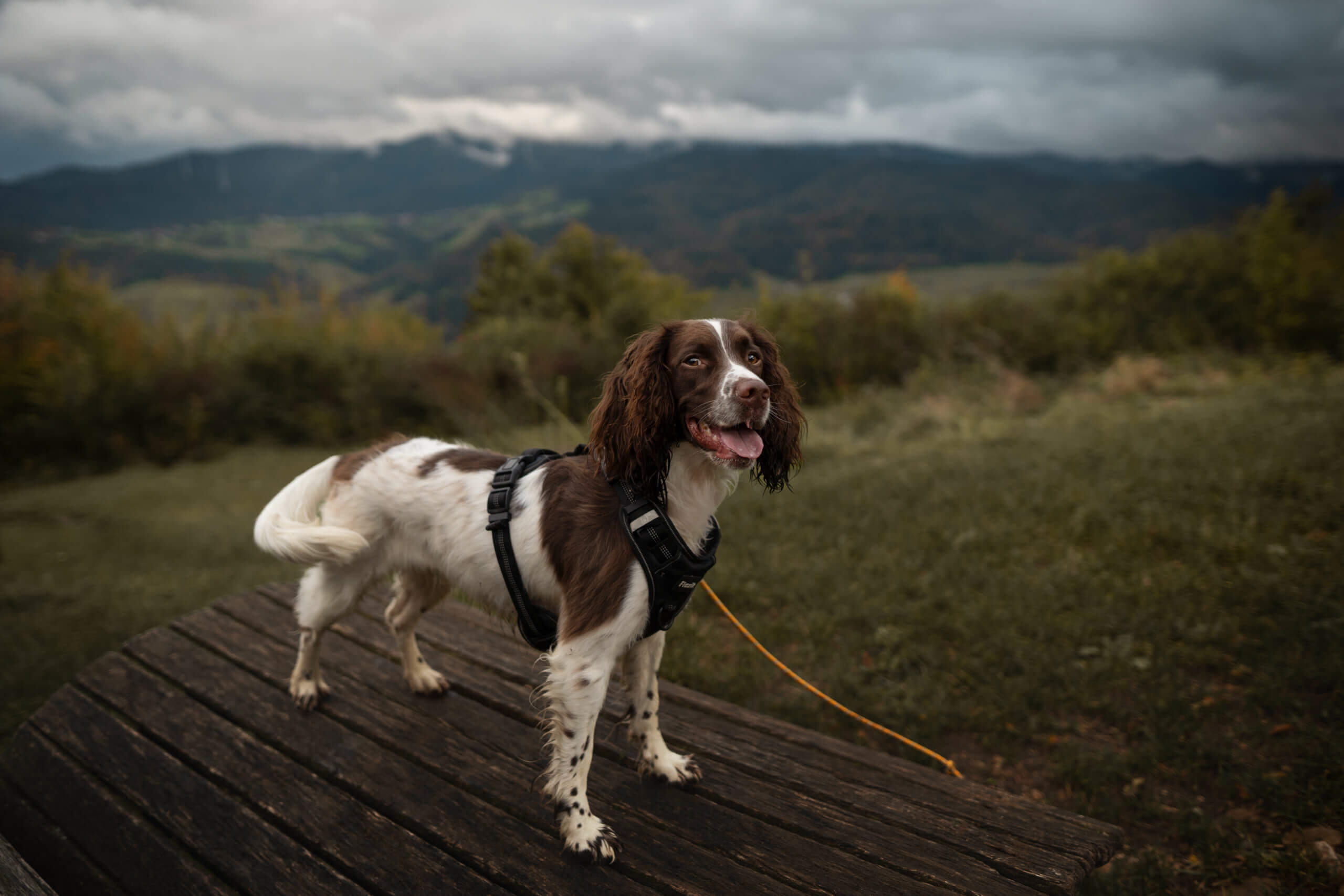 Urlaub und Wandern im Harz mit Hund