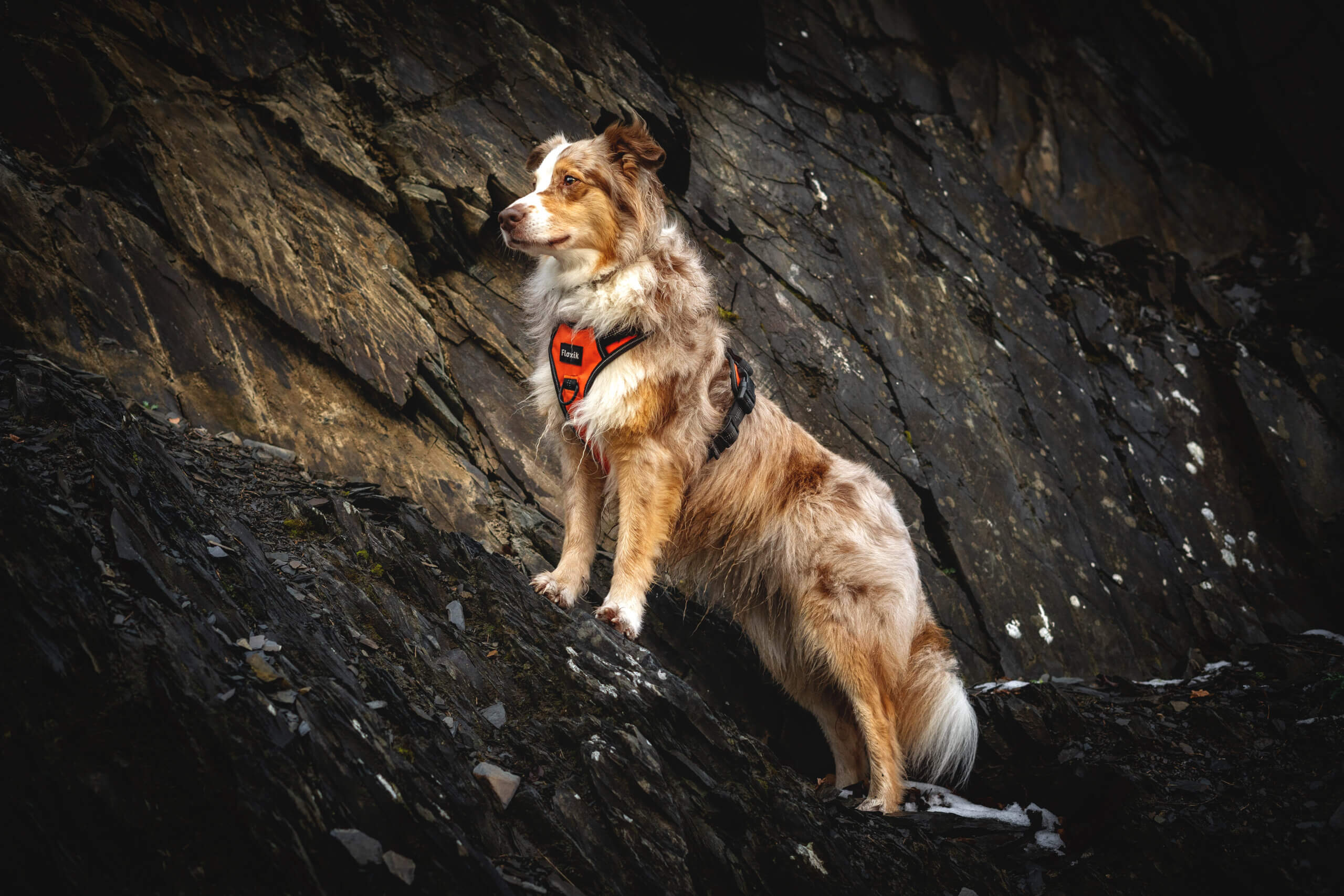 Urlaub und Wandern mit Hund im Harz