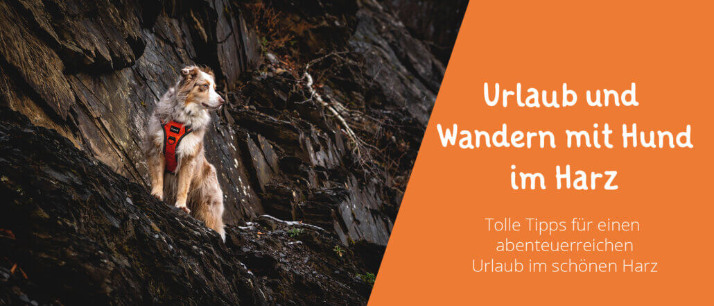 Urlaub und Wandern mit Hund im Harz Tipps Unterkünfte