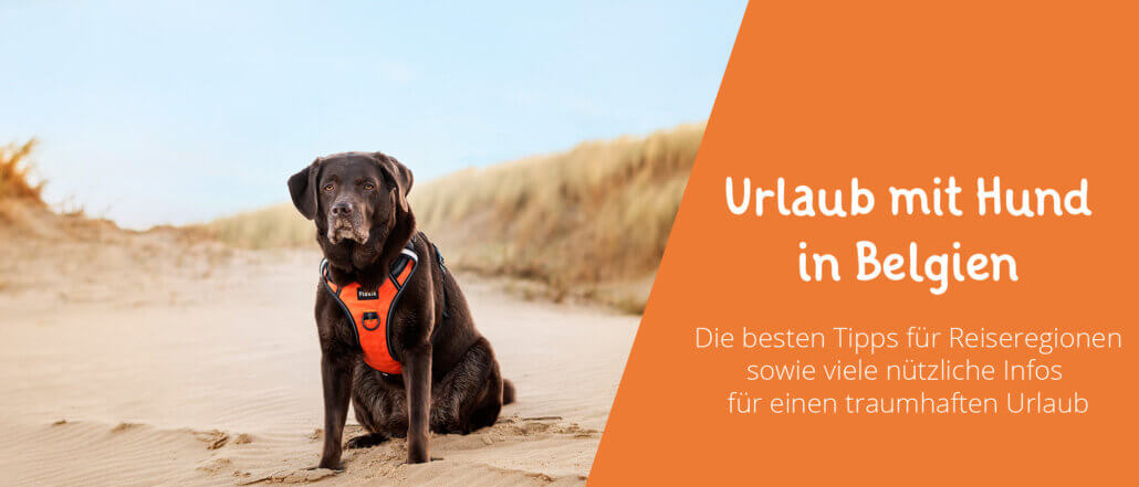 Urlaub mit Hund in Belgien