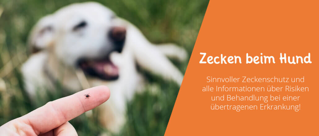 Zecken beim Hund Risiken, Empfehlungen Zeckenschutz und mehr