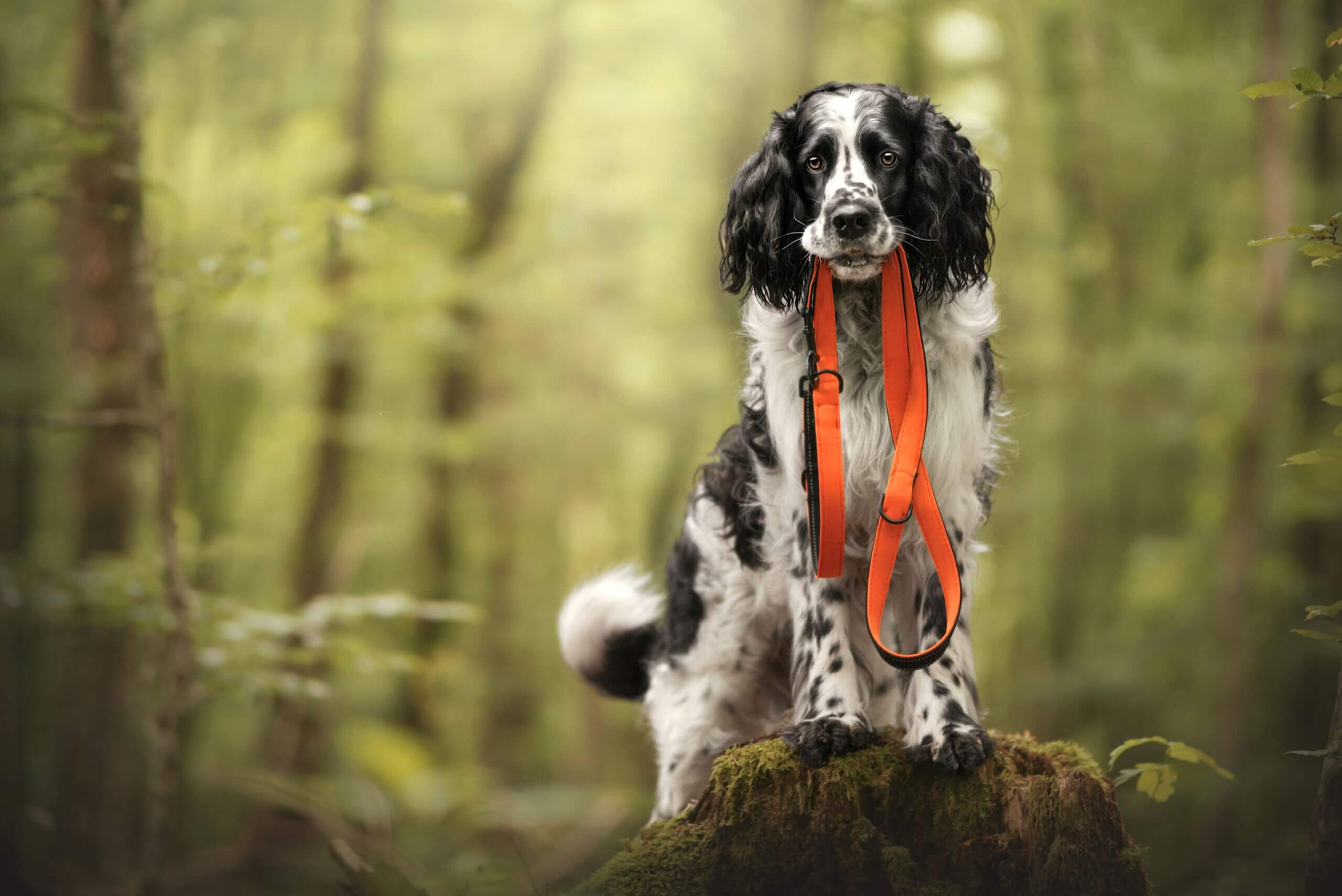 Hund das Apportieren beibringen Gegenstände halten