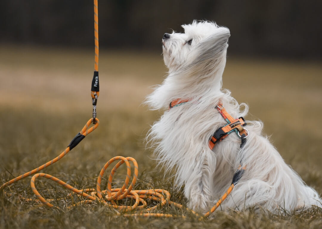 Hund bettelt - Tipps