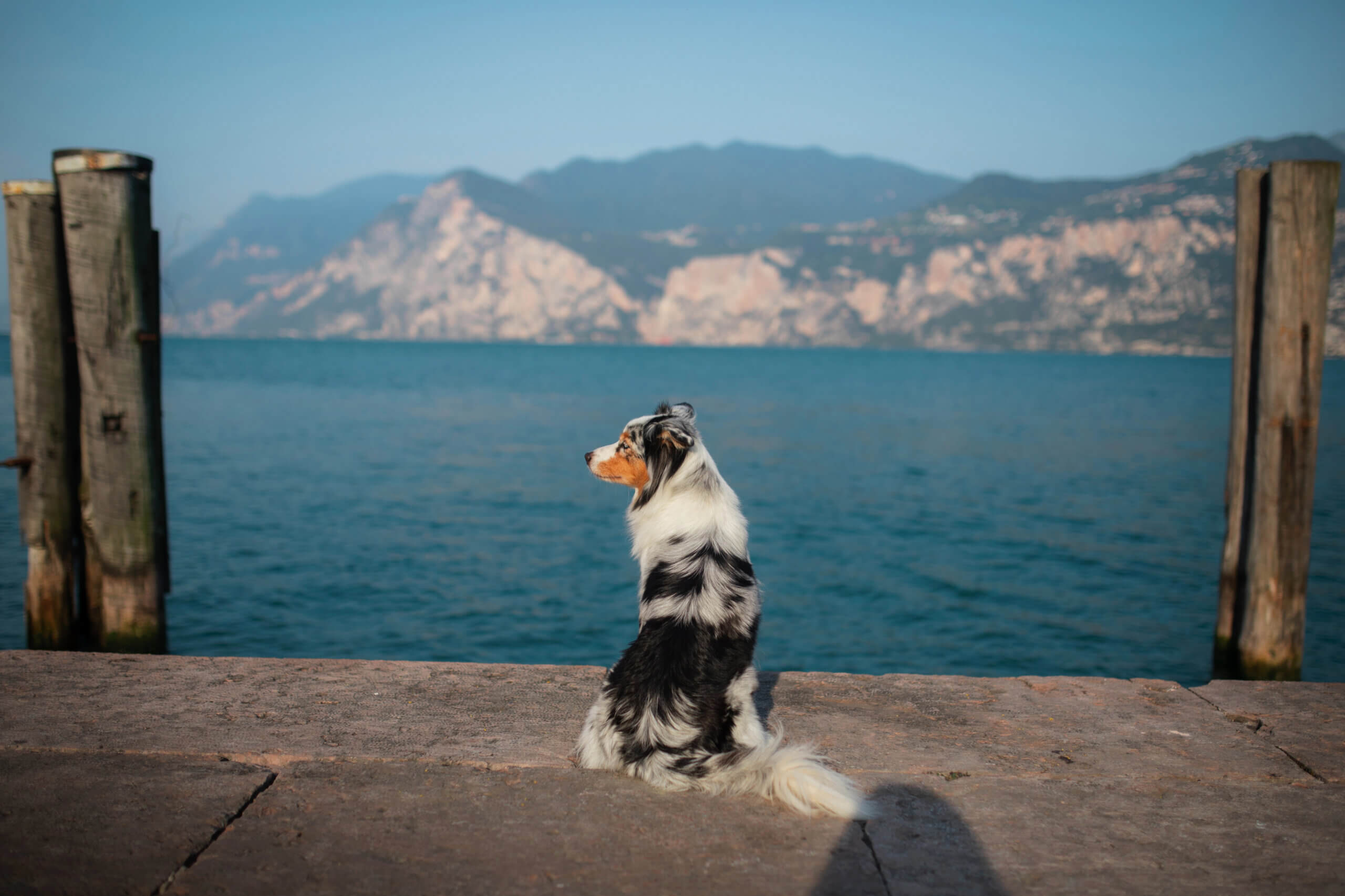 Urlaub mit Hund in Italien Gardasee Tipps