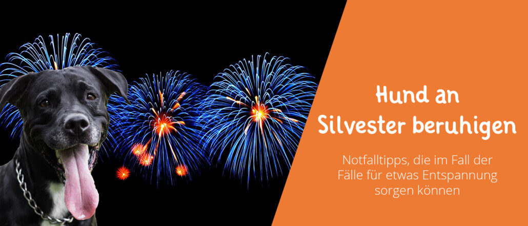 Hund an Silvester beruhigen