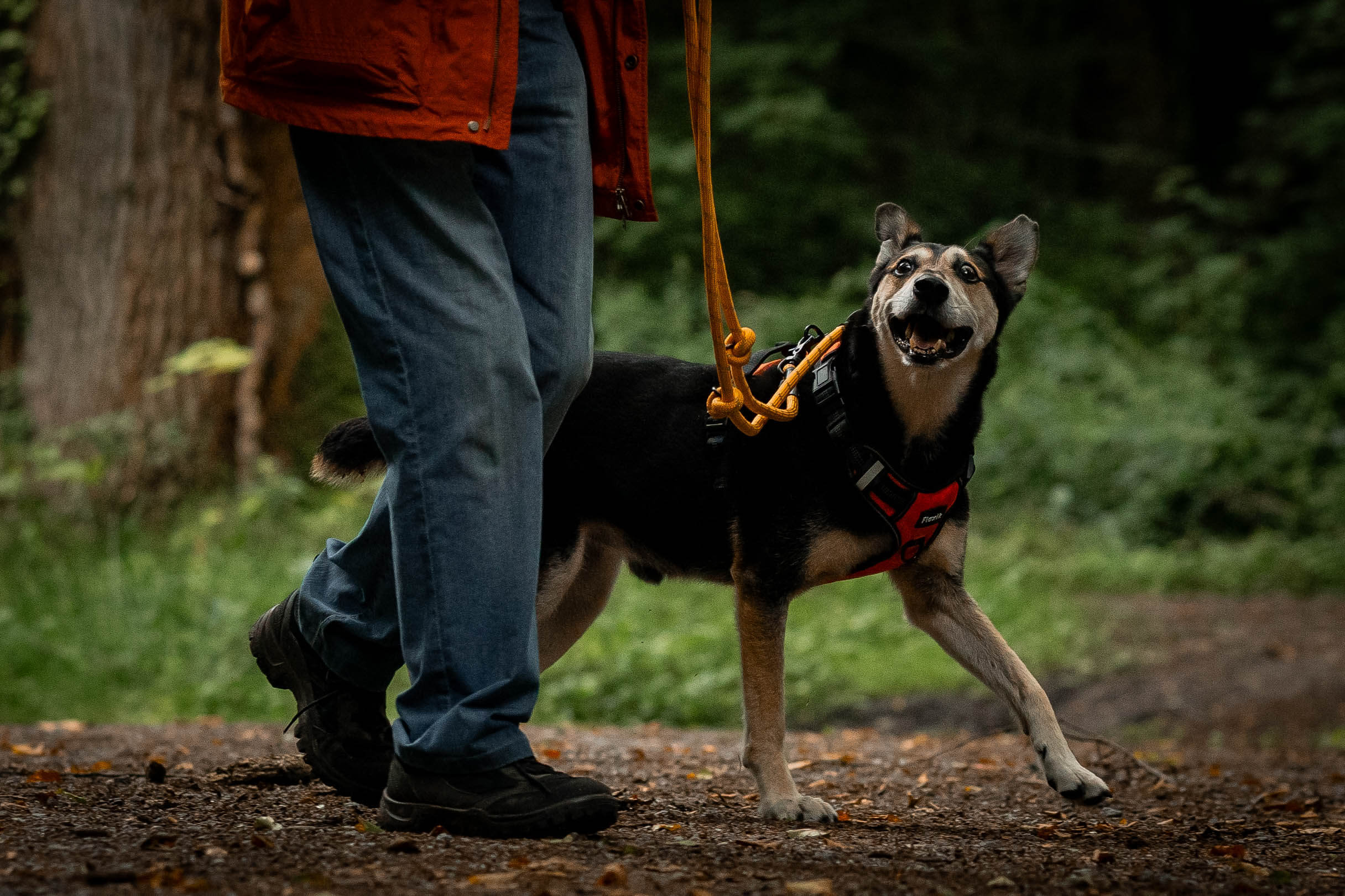Reizüberflutung beim Hund