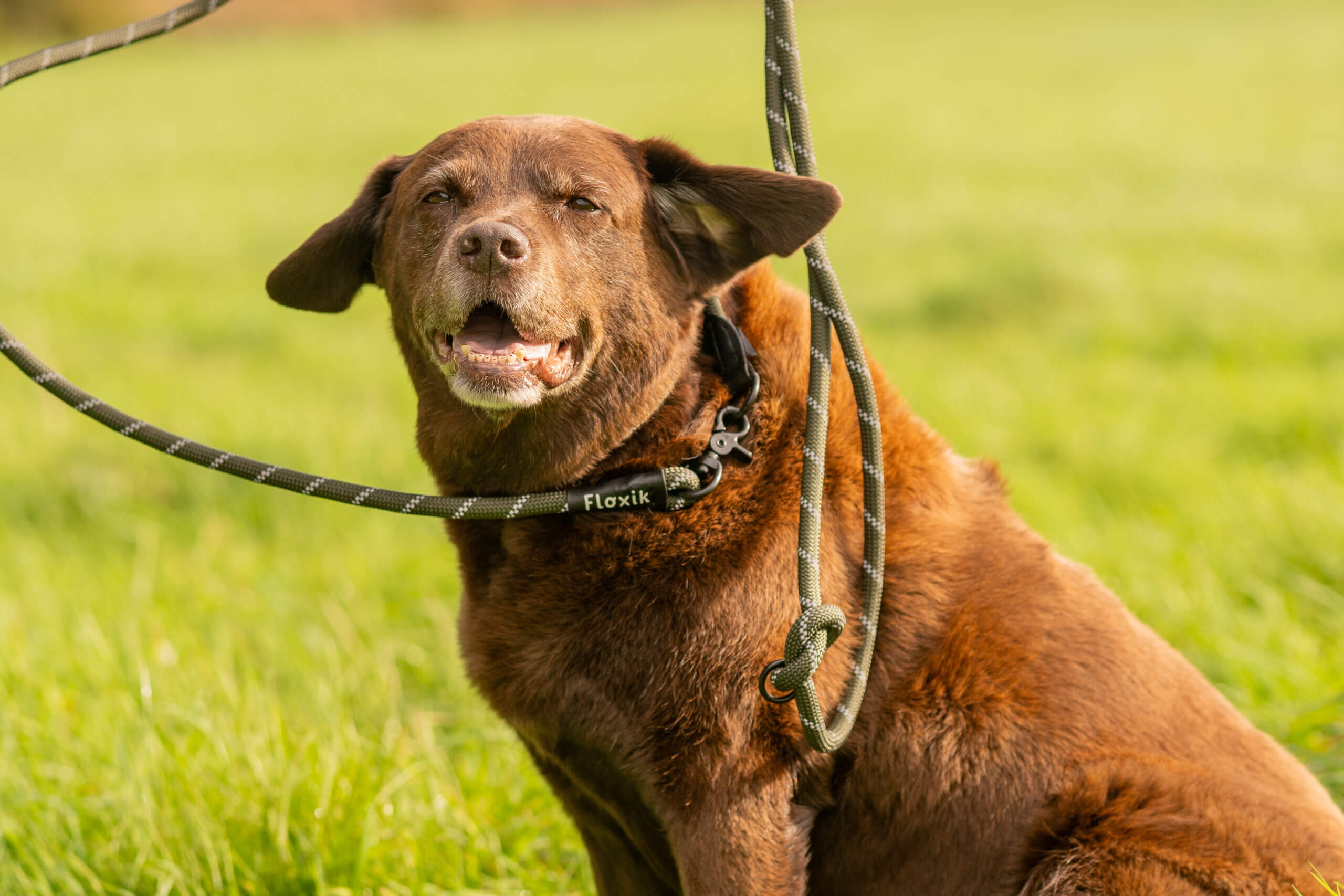 Reizüberflutung beim Hund