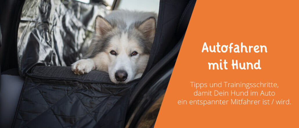Auto fahren mit Hund