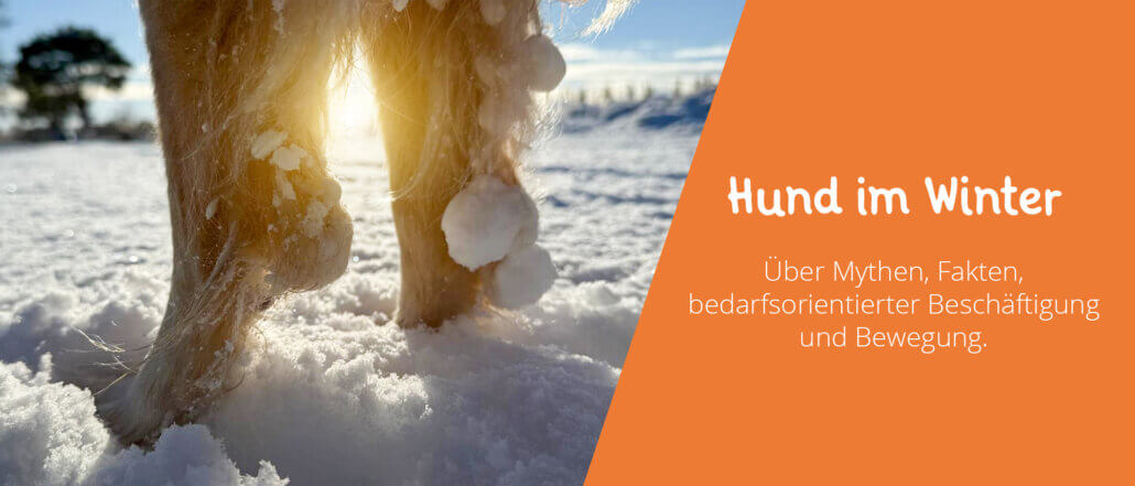 Hund im Winter