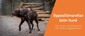 Oppositionsreflex beim Hund