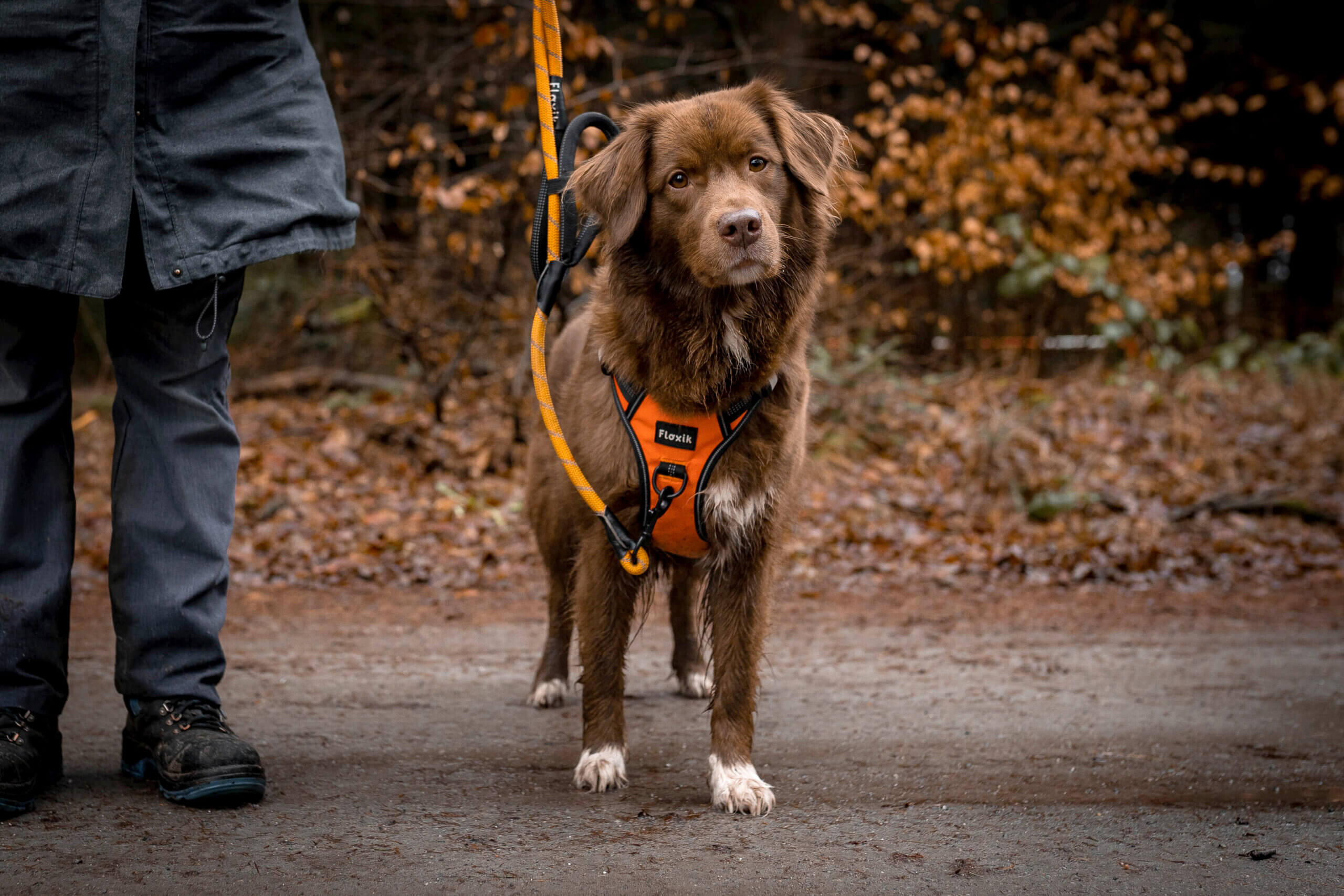 Oppositionsreflex beim Hund