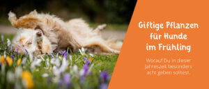 Giftige Pflanzen für Hunde im Frühling