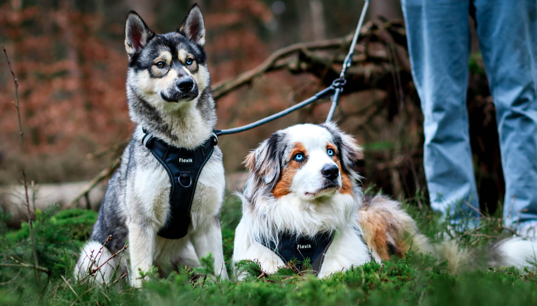 Hund zerstört die Wohnung