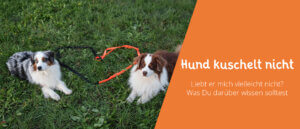 Hund kuschelt nicht Tipps