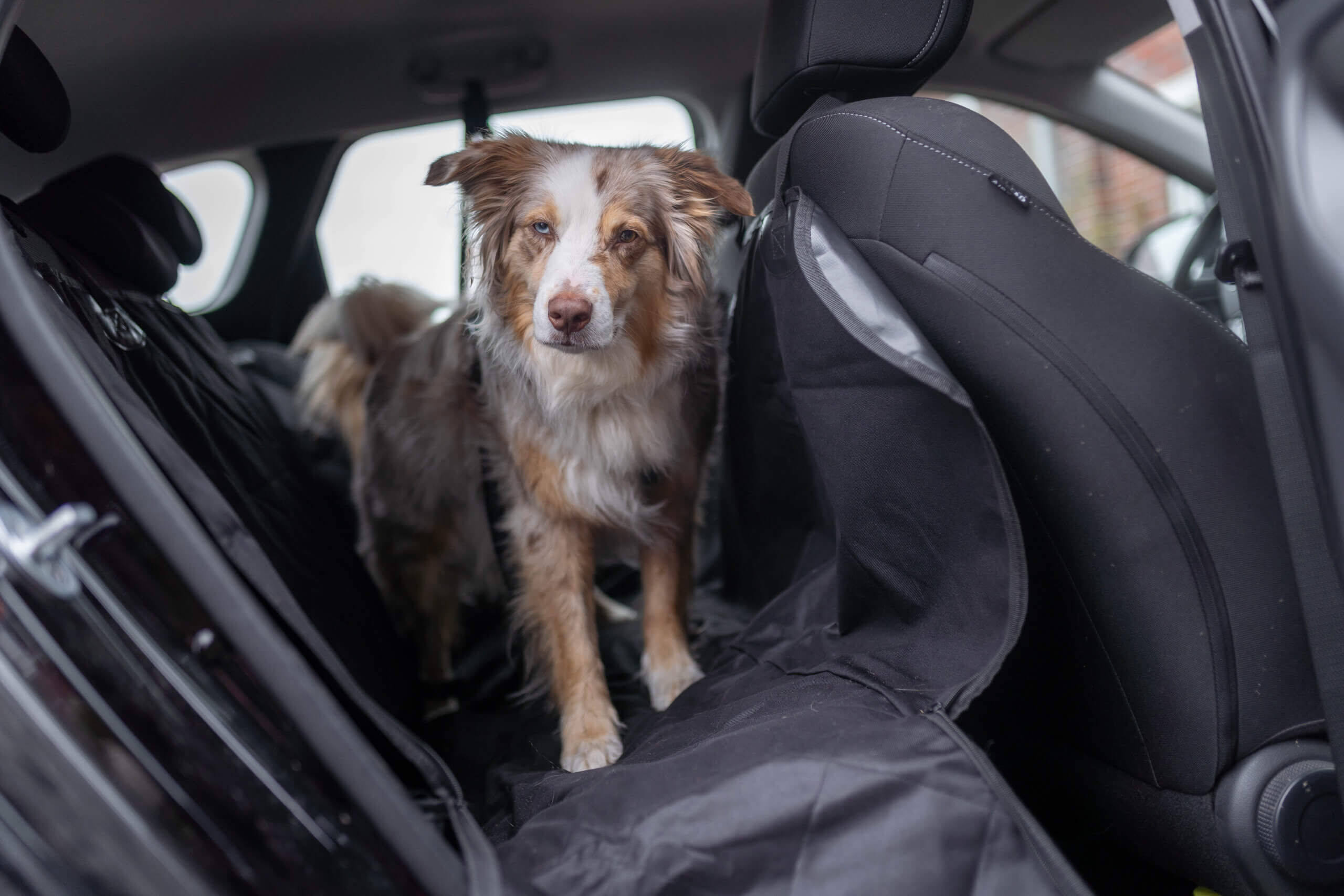 Hund abkühlen