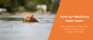 Hund baden lassen - Gefahren und Tipps