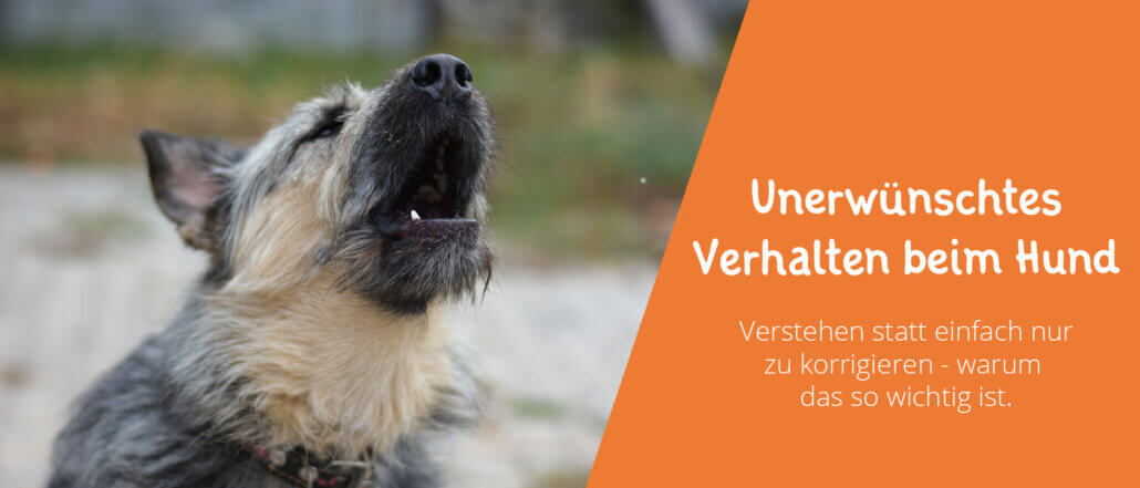 Unerwünschtes Verhalten beim Hund
