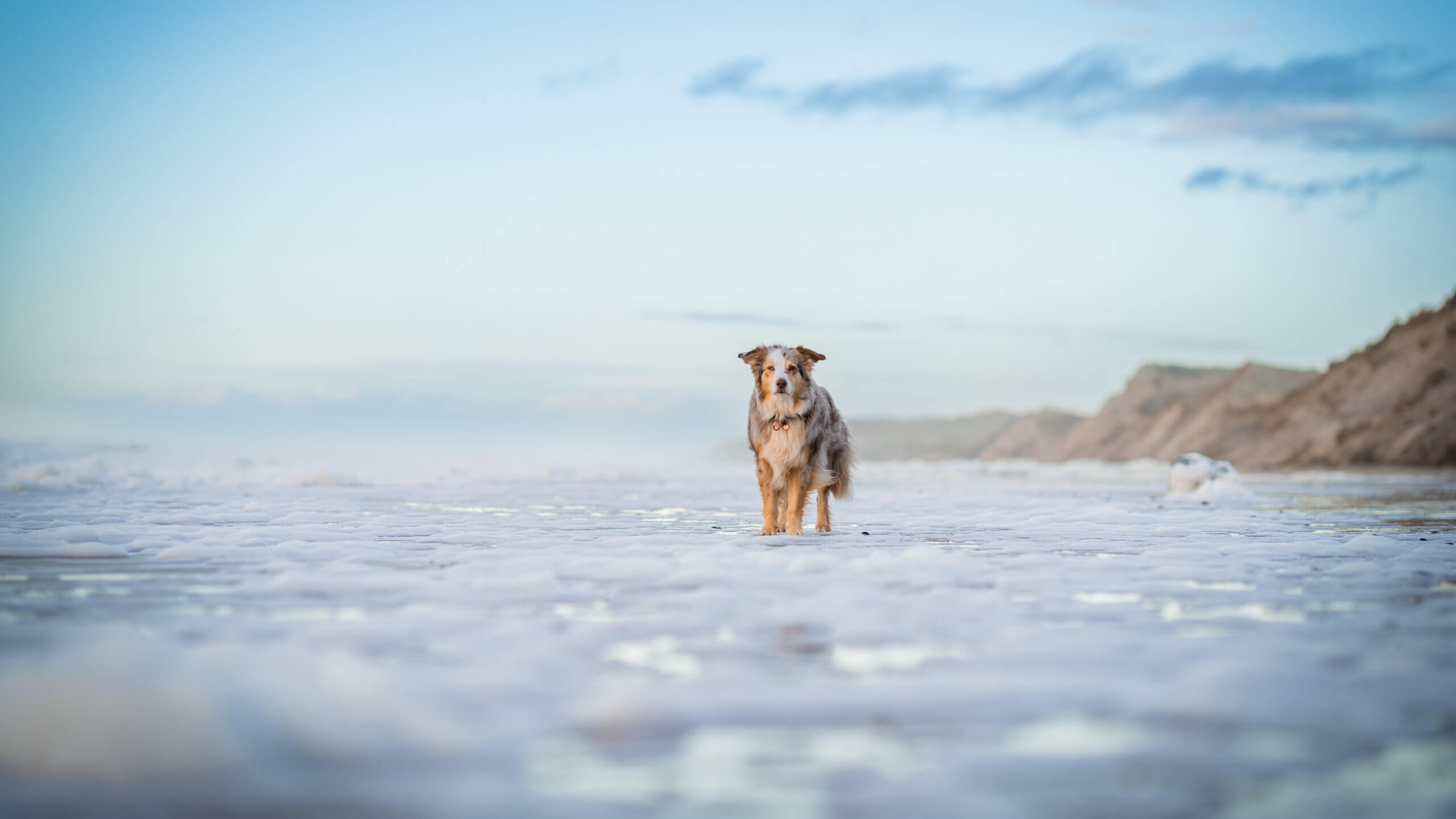 Hundestrände in Europa