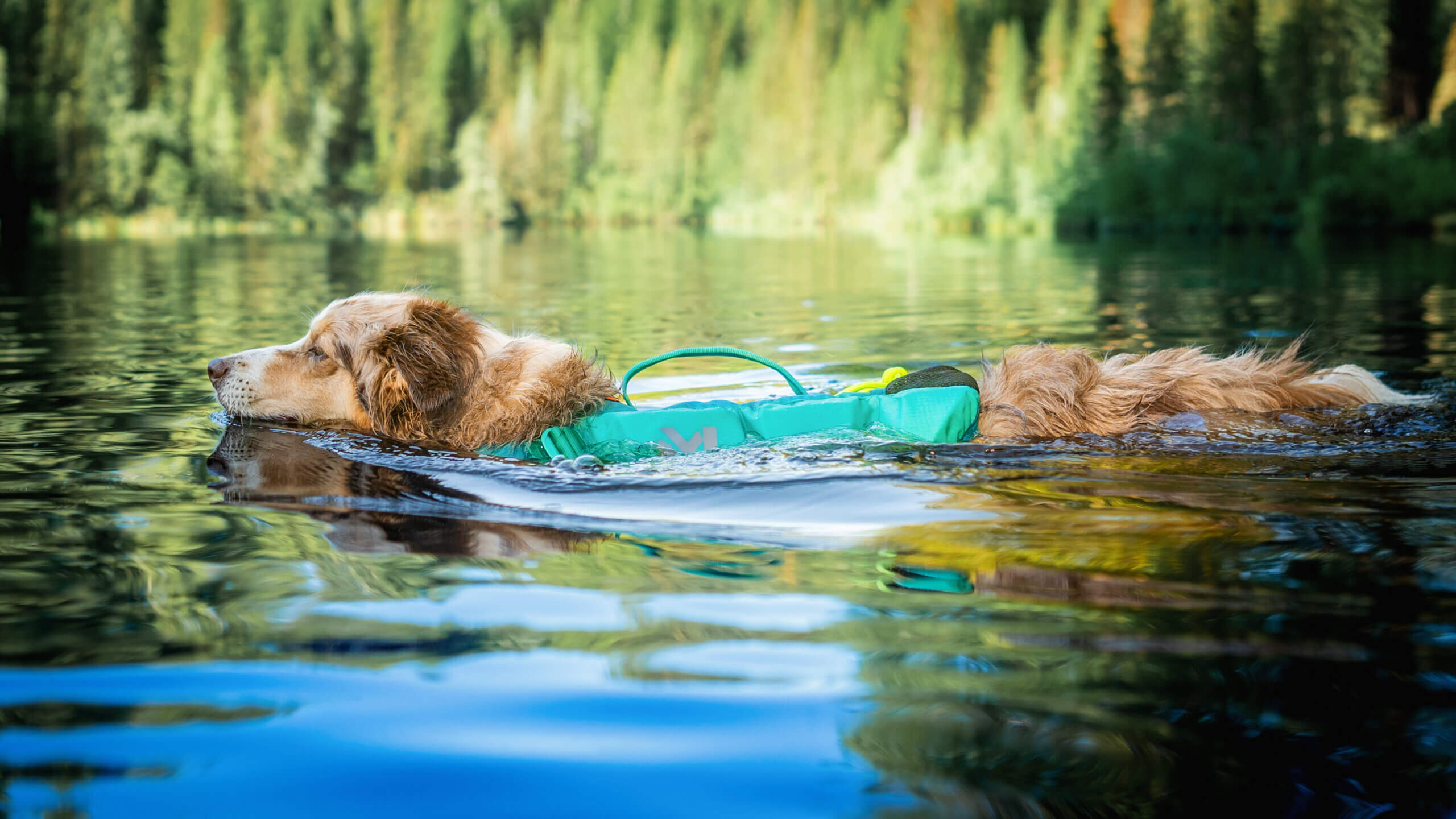 Hund baden lassen mit Schwimmweste