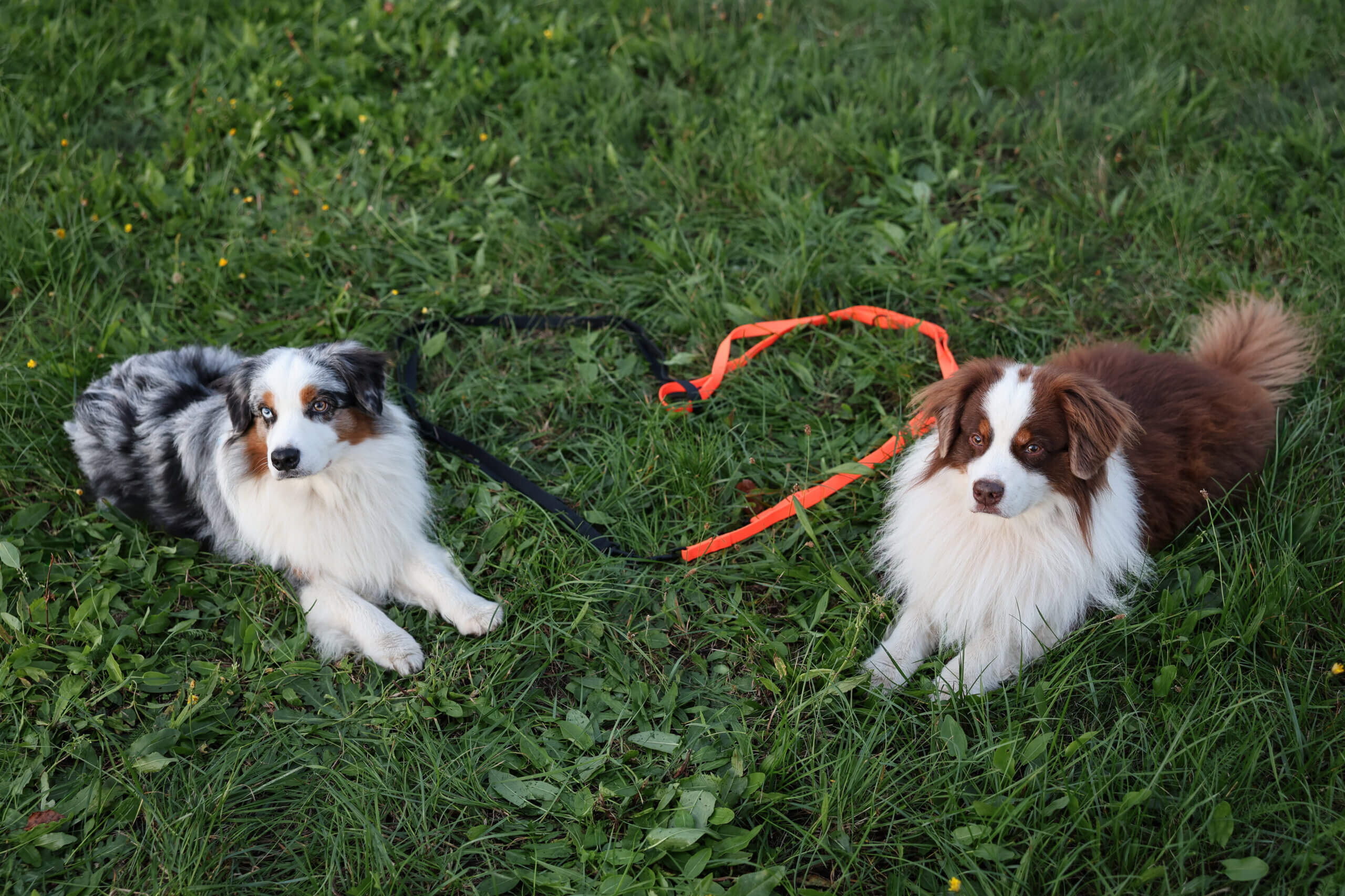 Unerwünschtes Verhalten beim Hund