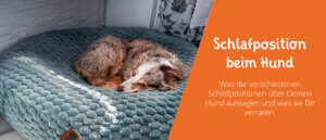Schlafposition beim Hund