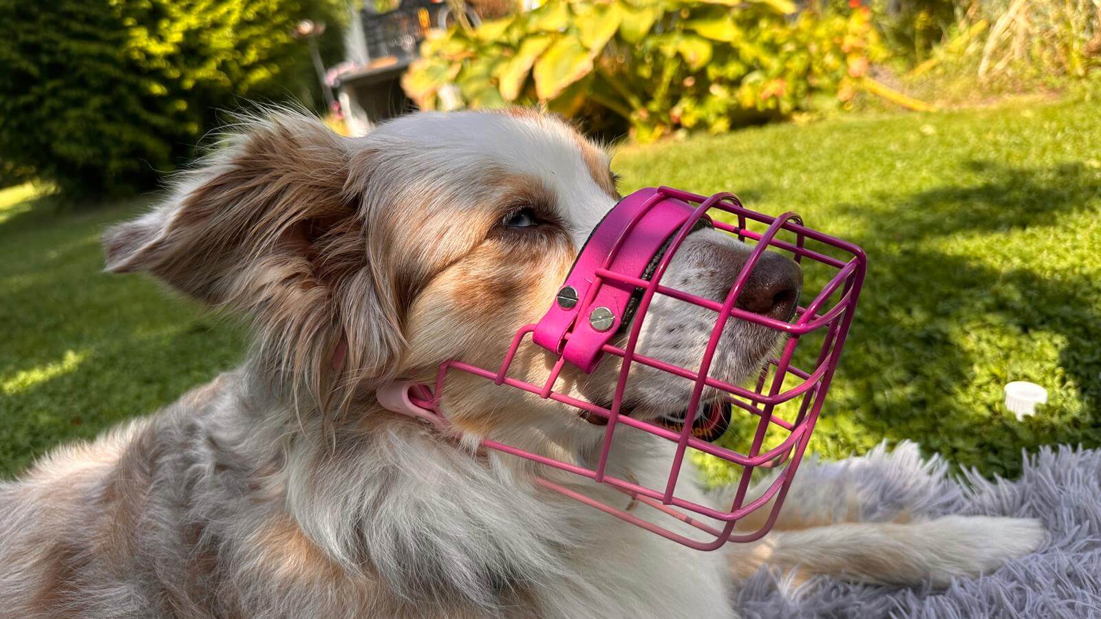 Passender Maulkorb Hund finden
