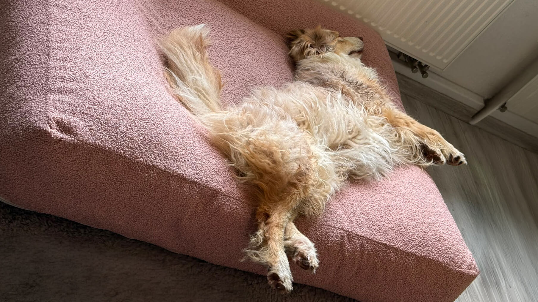 Schlafposition Beim Hund