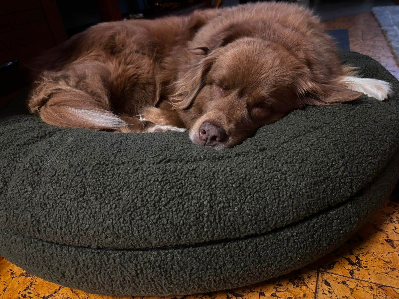 Schlafpositionen Hunde