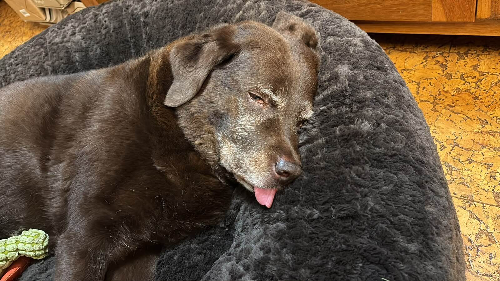Zunge Hund Schlaf