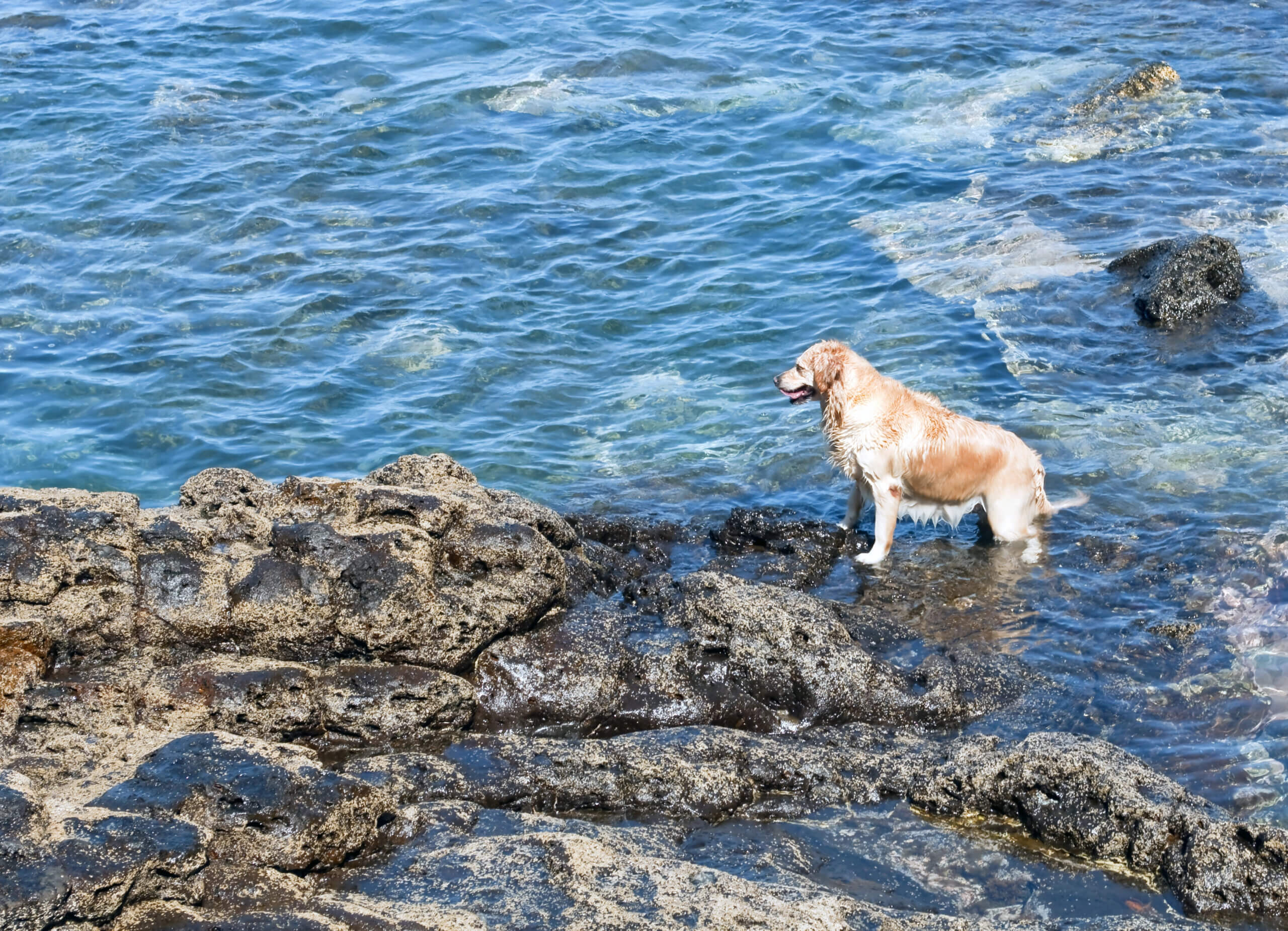 Kroatien mit Hund