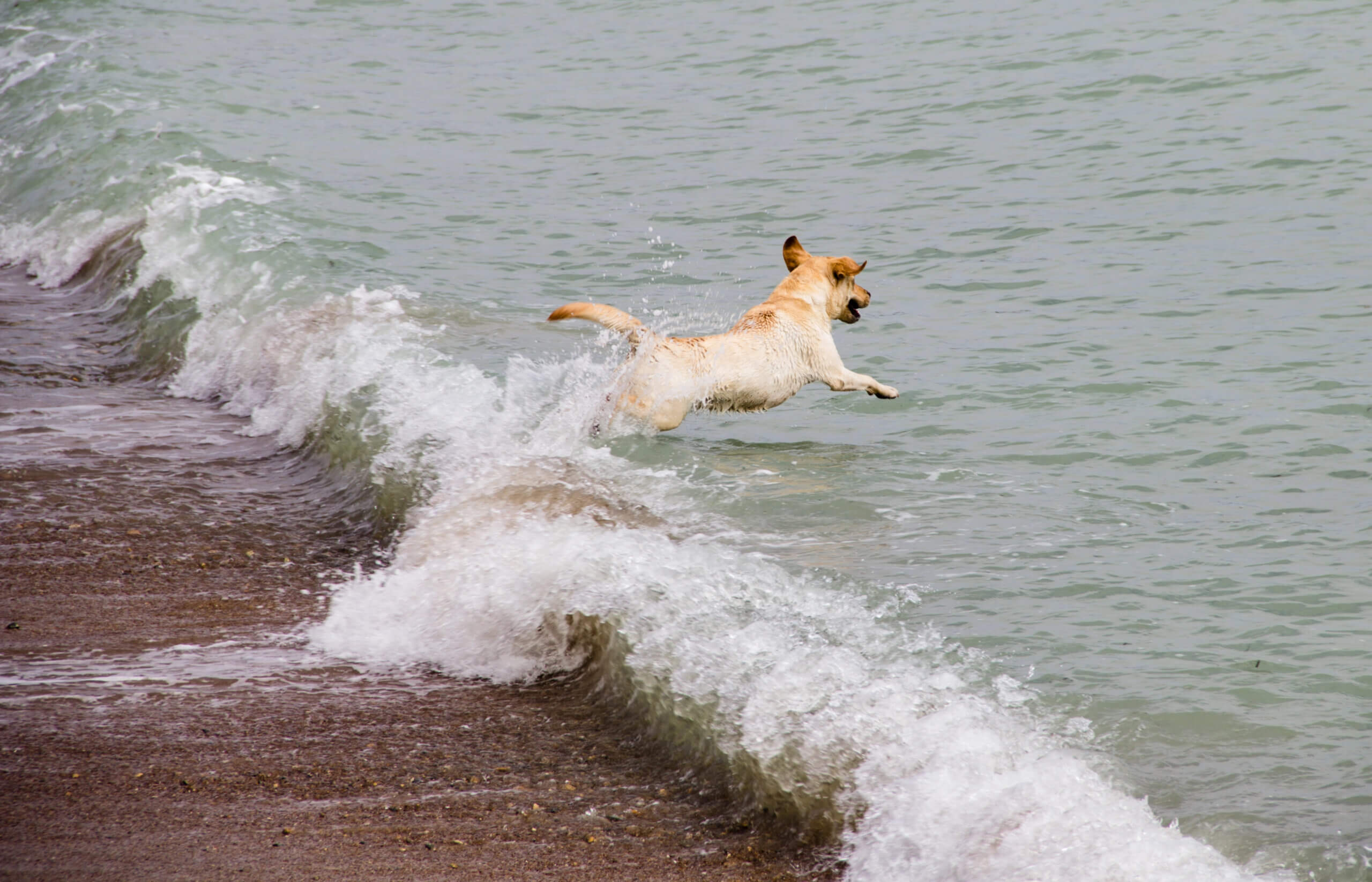 Urlaub mit Hund in Kroatien