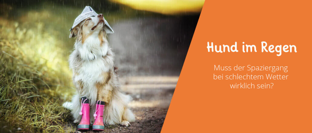 Hund im Regen