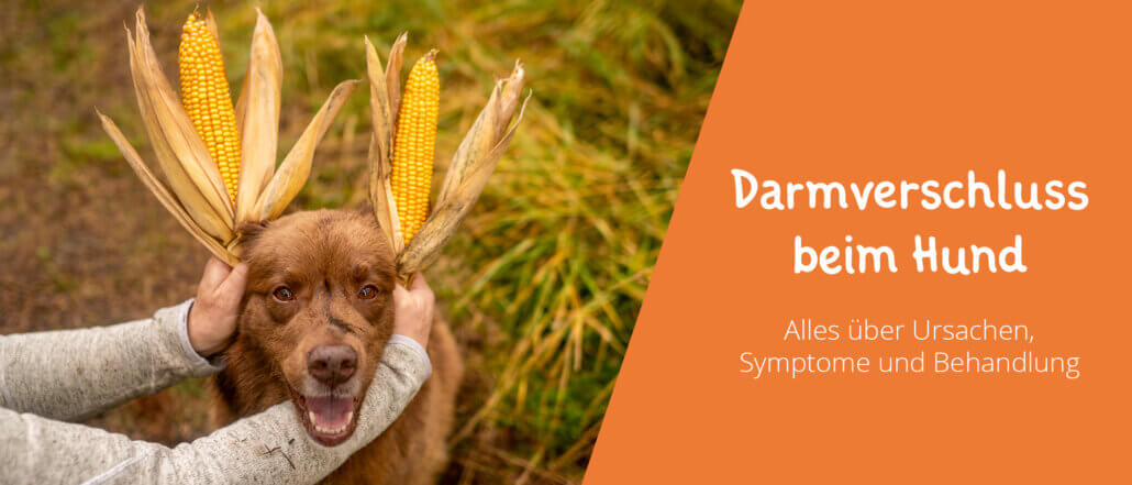 Darmverschluss beim Hund