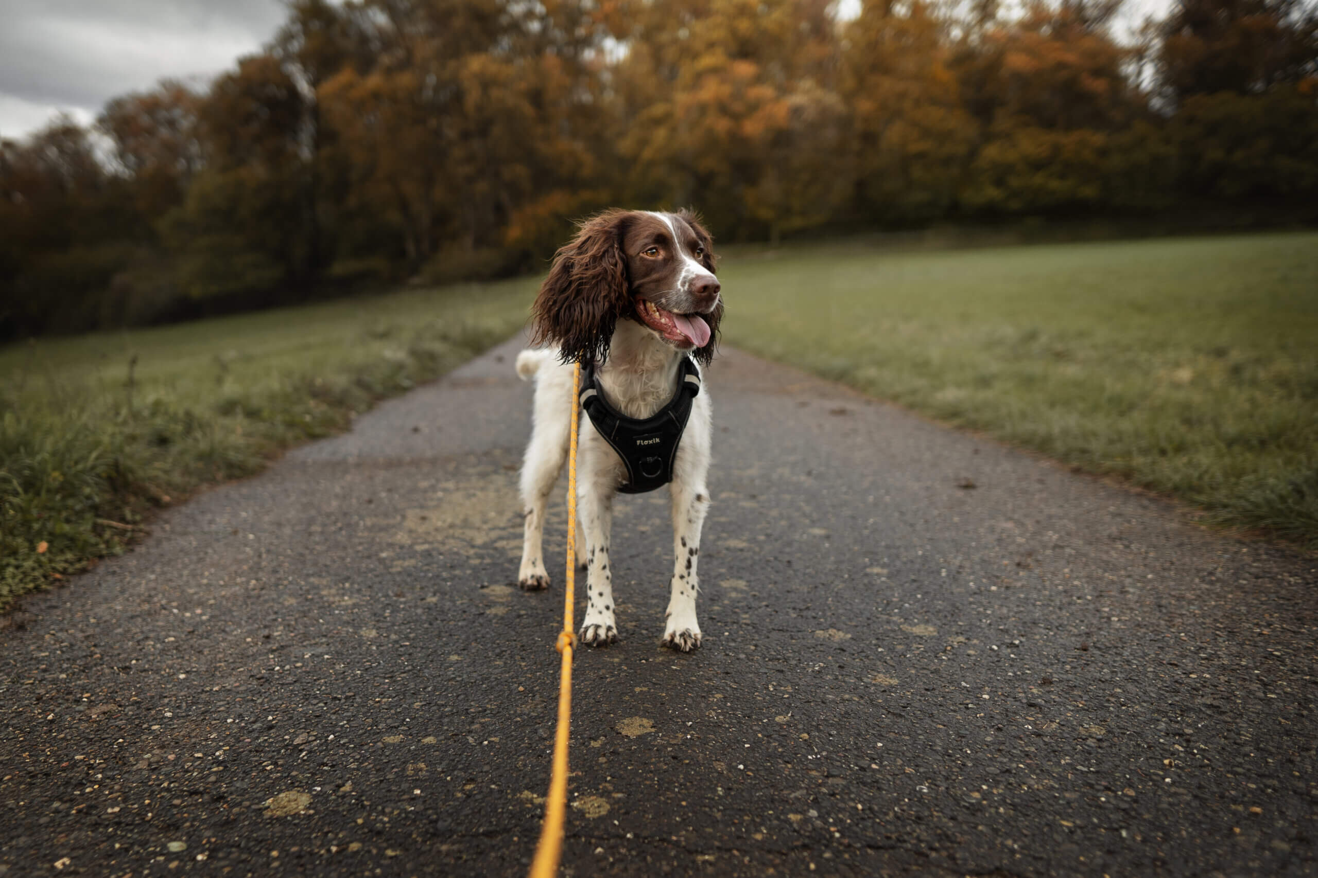 Pilzvergiftung beim Hund