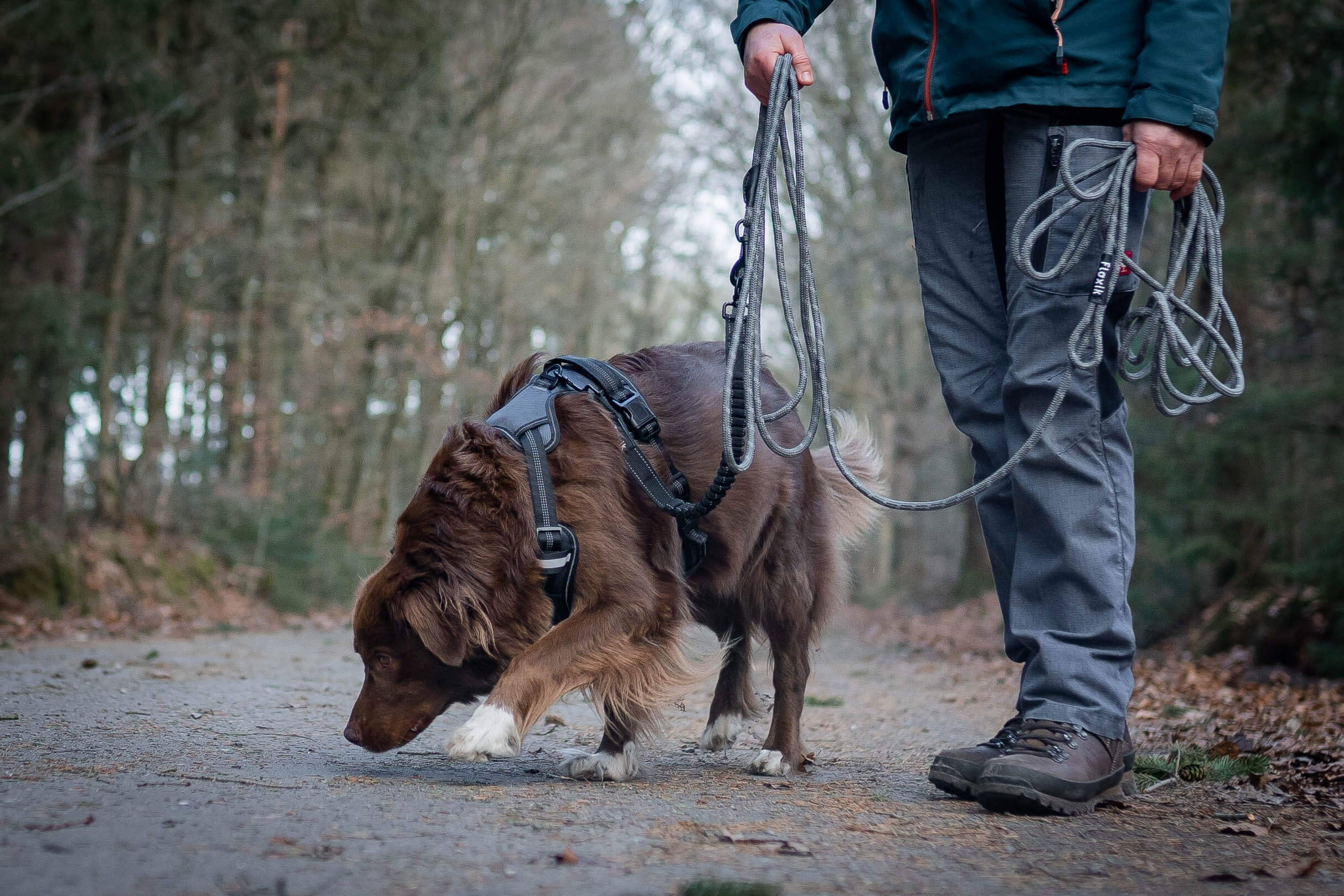 Darmverschluss beim Hund