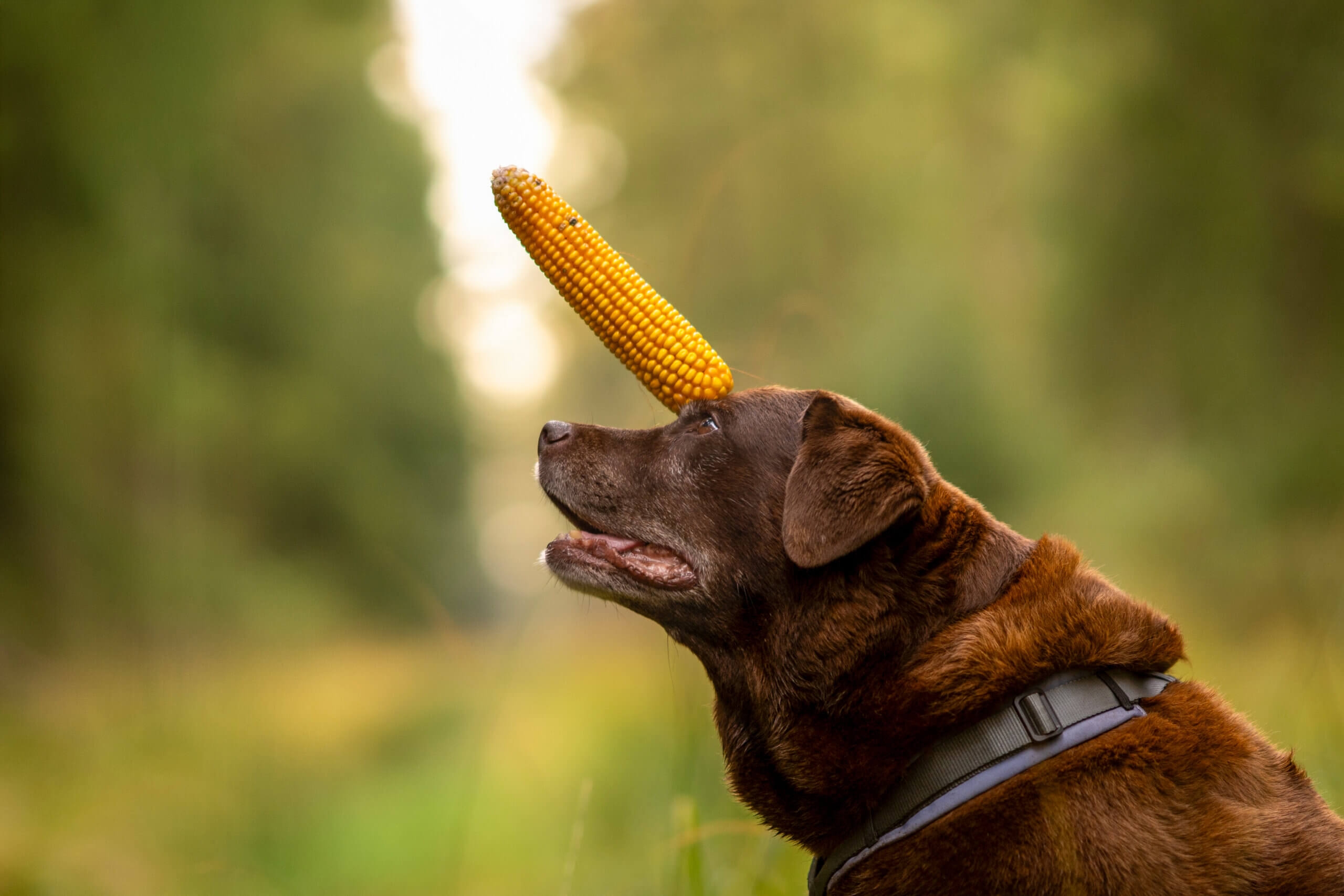 Darmverschluss beim Hund